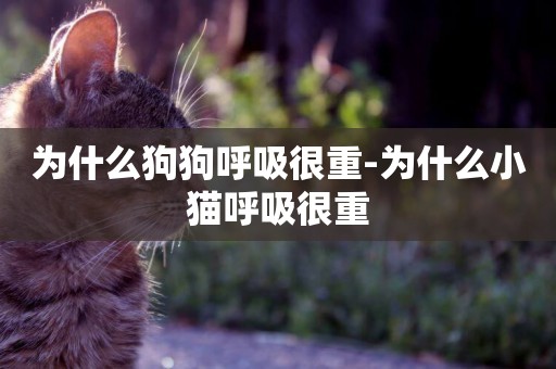 為什么狗狗呼吸很重-為什么小貓呼吸很重