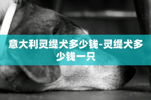 意大利靈緹犬多少錢-靈緹犬多少錢一只