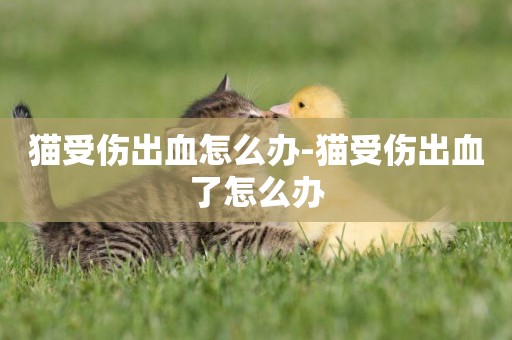 貓受傷出血怎么辦-貓受傷出血了怎么辦
