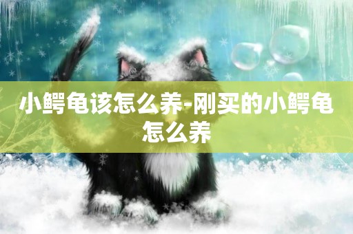 小鱷龜該怎么養-剛買的小鱷龜怎么養