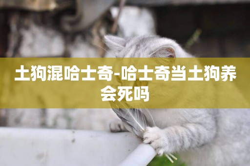 土狗混哈士奇-哈士奇當土狗養會死嗎