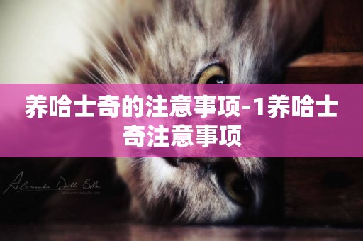 養哈士奇的注意事項-1養哈士奇注意事項
