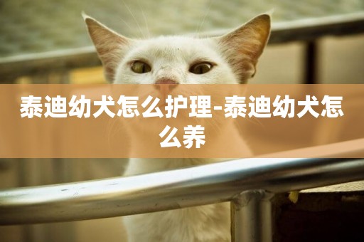 泰迪幼犬怎么護理-泰迪幼犬怎么養