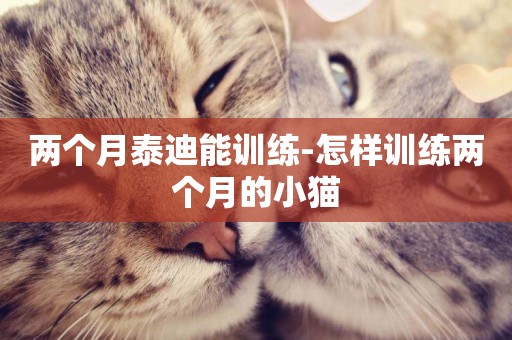 兩個月泰迪能訓練-怎樣訓練兩個月的小貓
