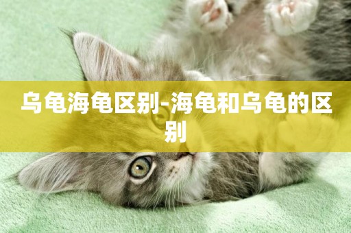 烏龜海龜區別-海龜和烏龜的區別