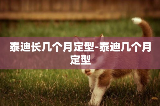 泰迪長幾個月定型-泰迪幾個月定型