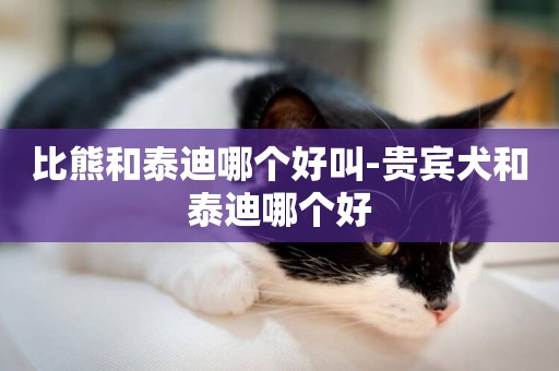 比熊和泰迪哪個好叫-貴賓犬和泰迪哪個好