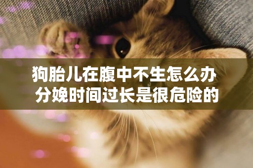 狗胎兒在腹中不生怎么辦 分娩時間過長是很危險的