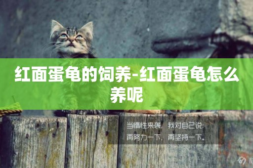 紅面蛋龜的飼養-紅面蛋龜怎么養呢
