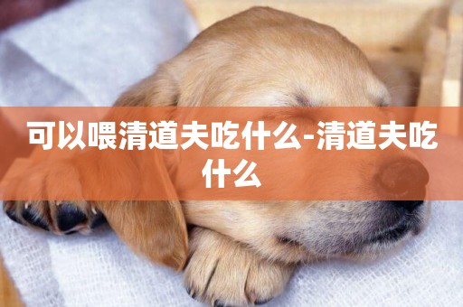 可以喂清道夫吃什么-清道夫吃什么