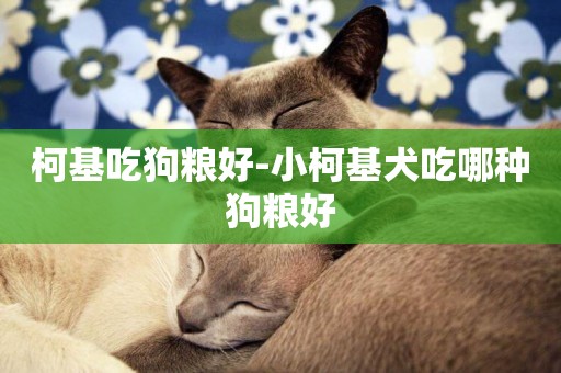 柯基吃狗糧好-小柯基犬吃哪種狗糧好