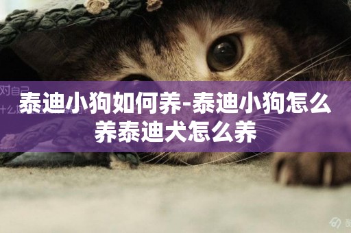 泰迪小狗如何養-泰迪小狗怎么養泰迪犬怎么養