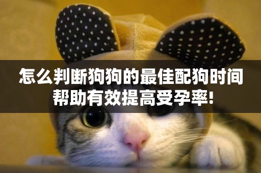 怎么判斷狗狗的最佳配狗時間 幫助有效提高受孕率!