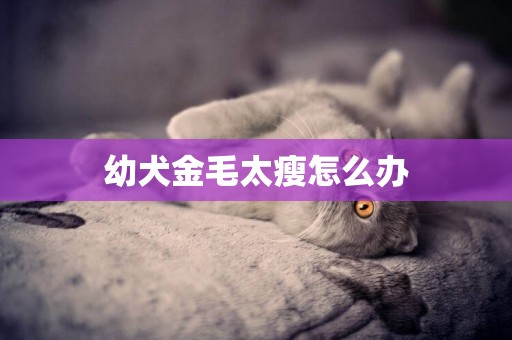 幼犬金毛太瘦怎么辦