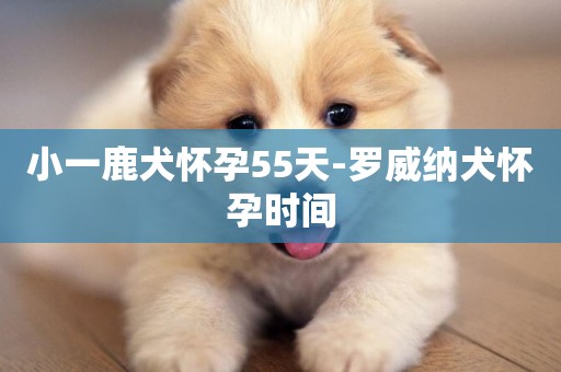 小一鹿犬懷孕55天-羅威納犬懷孕時間