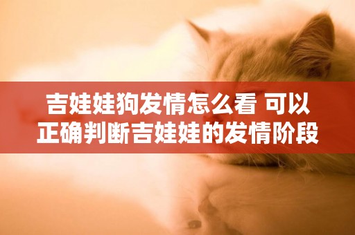 吉娃娃狗發情怎么看 可以正確判斷吉娃娃的發情階段嗎