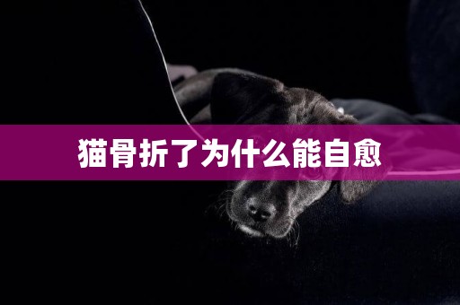 貓骨折了為什么能自愈