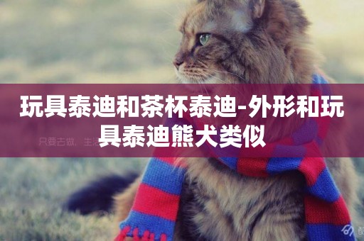 玩具泰迪和茶杯泰迪-外形和玩具泰迪熊犬類似
