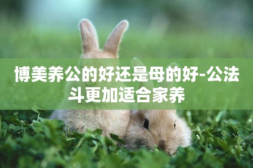 博美養公的好還是母的好-公法斗更加適合家養
