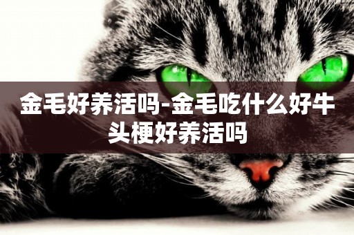 金毛好養活嗎-金毛吃什么好牛頭梗好養活嗎