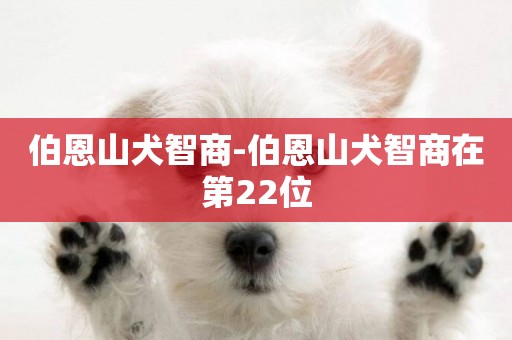 伯恩山犬智商-伯恩山犬智商在第22位