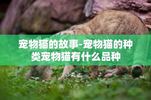 寵物貓的故事-寵物貓的種類寵物貓有什么品種