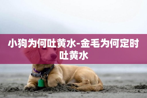 小狗為何吐黃水-金毛為何定時吐黃水