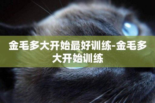 金毛多大開始最好訓練-金毛多大開始訓練