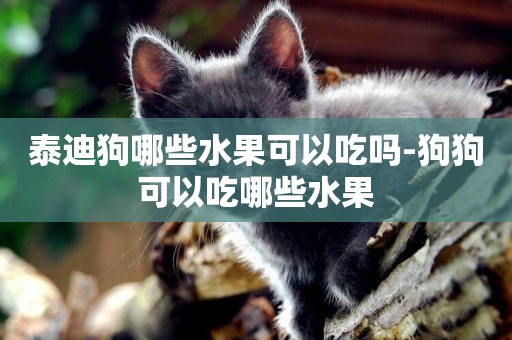 泰迪狗哪些水果可以吃嗎-狗狗可以吃哪些水果