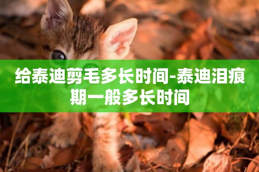 給泰迪剪毛多長時間-泰迪淚痕期一般多長時間