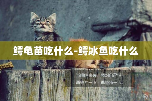 鱷龜苗吃什么-鱷冰魚吃什么