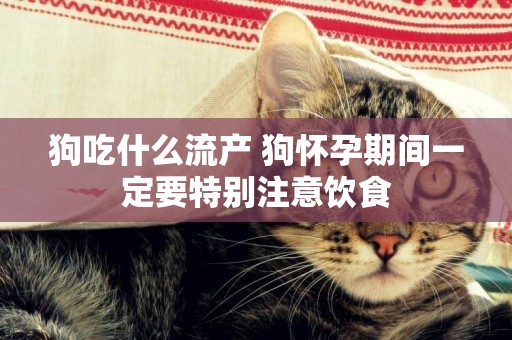 狗吃什么流產 狗懷孕期間一定要特別注意飲食