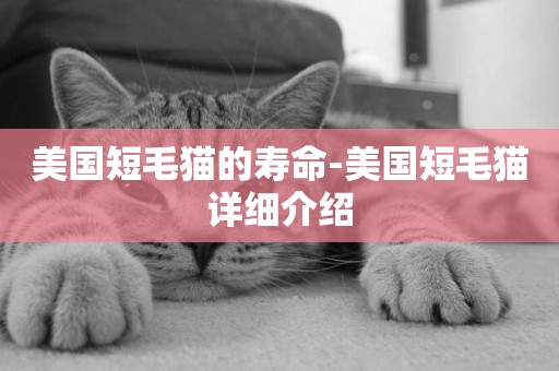 美國短毛貓的壽命-美國短毛貓詳細介紹