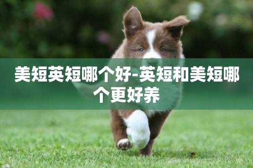 美短英短哪個好-英短和美短哪個更好養