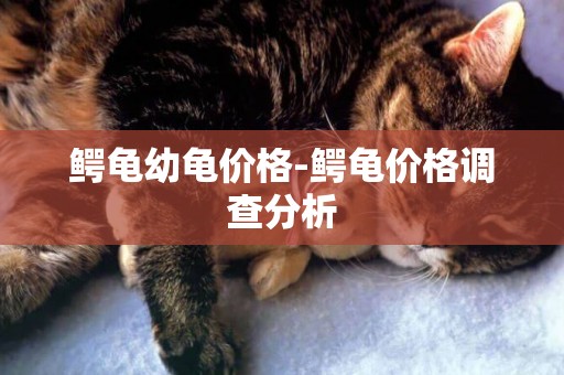 鱷龜幼龜價格-鱷龜價格調查分析