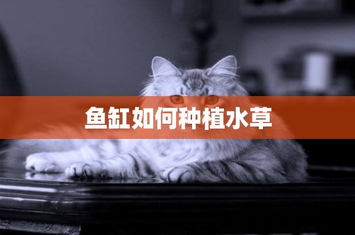 魚缸如何種植水草