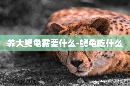 養大鱷龜需要什么-鱷龜吃什么