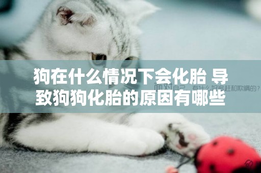 狗在什么情況下會化胎 導致狗狗化胎的原因有哪些
