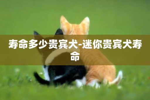 壽命多少貴賓犬-迷你貴賓犬壽命