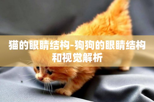 貓的眼睛結構-狗狗的眼睛結構和視覺解析