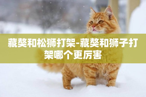 藏獒和松獅打架-藏獒和獅子打架哪個更厲害