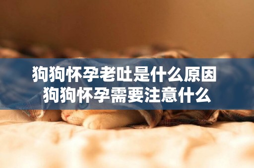 狗狗懷孕老吐是什么原因 狗狗懷孕需要注意什么