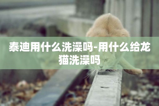 泰迪用什么洗澡嗎-用什么給龍貓洗澡嗎