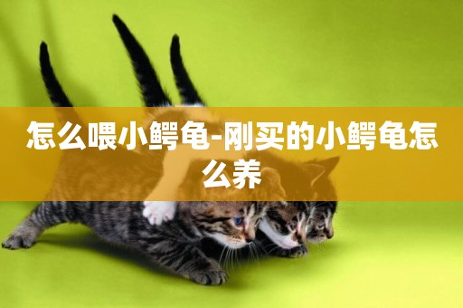 怎么喂小鱷龜-剛買的小鱷龜怎么養