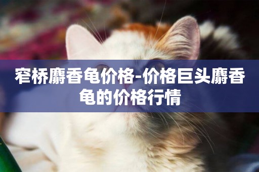 窄橋麝香龜價格-價格巨頭麝香龜的價格行情