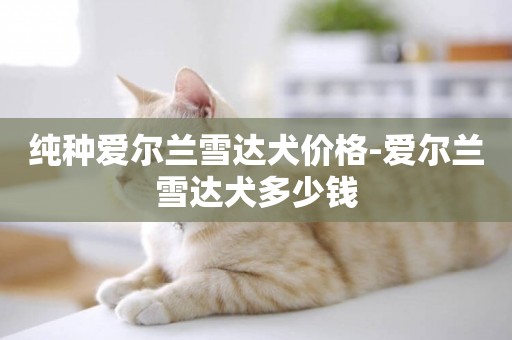 純種愛爾蘭雪達犬價格-愛爾蘭雪達犬多少錢