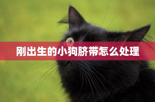 剛出生的小狗臍帶怎么處理