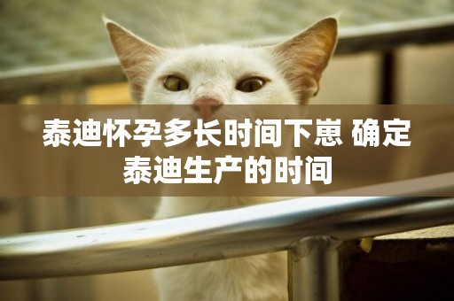 泰迪懷孕多長時間下崽 確定泰迪生產的時間