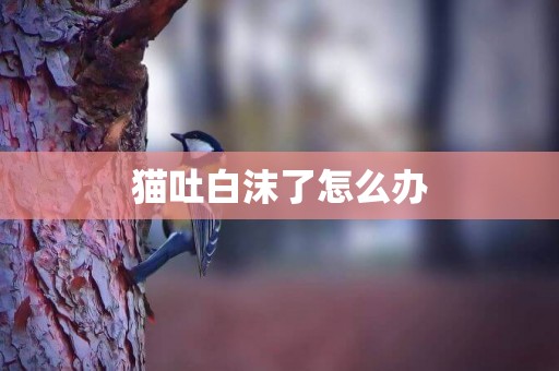 貓吐白沫了怎么辦