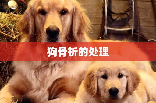 狗骨折的處理